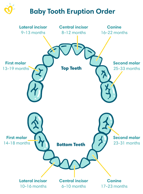Baby tooth eruption chart
